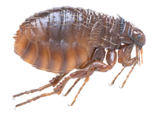 pest control essex